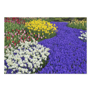 Foto Narcisos y jacintos de uva, Keukenhof