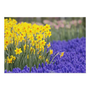 Foto Narcisos y jacintos de uva, Keukenhof 3