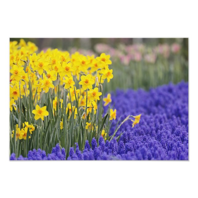 Foto Narcisos y jacintos de uva, Keukenhof 3 (Frente)