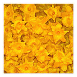 Foto Narcissus Flowers