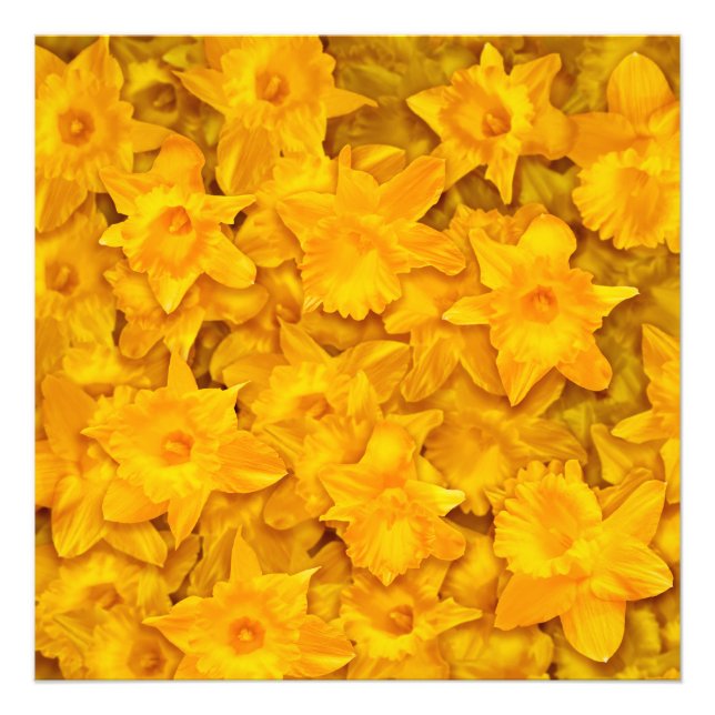 Foto Narcissus Flowers (Frente)