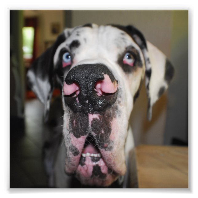 Foto Nariz de perro (Frente)