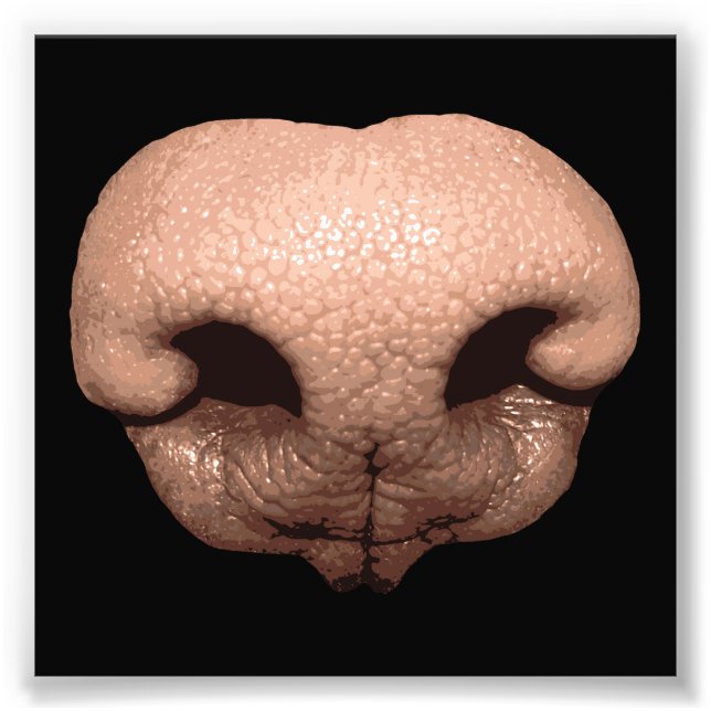 Foto Nariz de perro gigante (Frente)