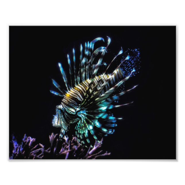 Foto natación de leonfish (Frente)