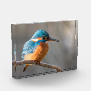 Foto natural de Kingfisher