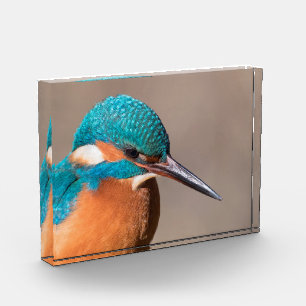 Foto natural de Kingfisher