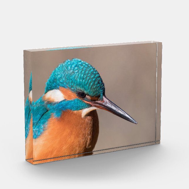 Foto natural de Kingfisher (Izquierda)
