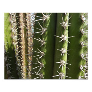 Foto natural del desierto de Cactus II de Barrel