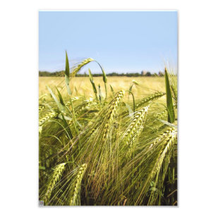 Foto Naturaleza Botánica del Grano de Centeno
