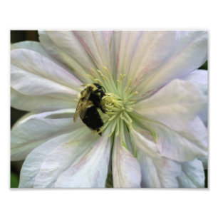 Foto Naturaleza de Bee On White Clematis 8x10