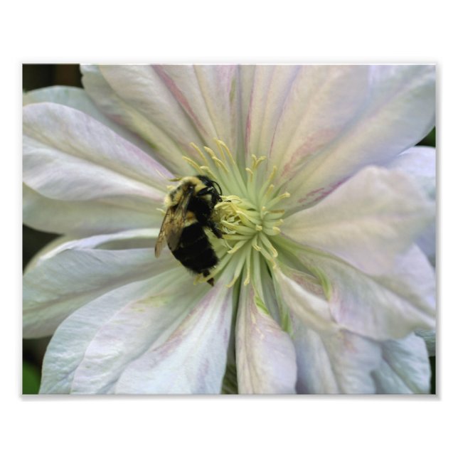 Foto Naturaleza de Bee On White Clematis 8x10 (Frente)