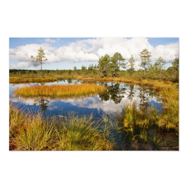 Foto Naturaleza de Estonia Viru Bog (Frente)
