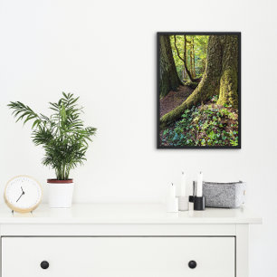 Foto Naturaleza de los bosques del Evergreen