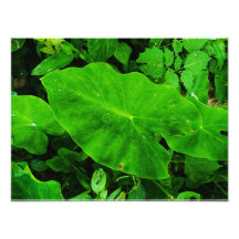 Naturaleza de Taro