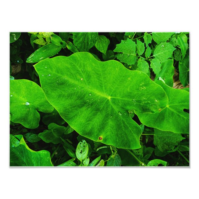 Foto Naturaleza de Taro (Frente)