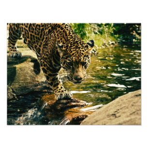 Foto Naturaleza del leopardo animal salvaje