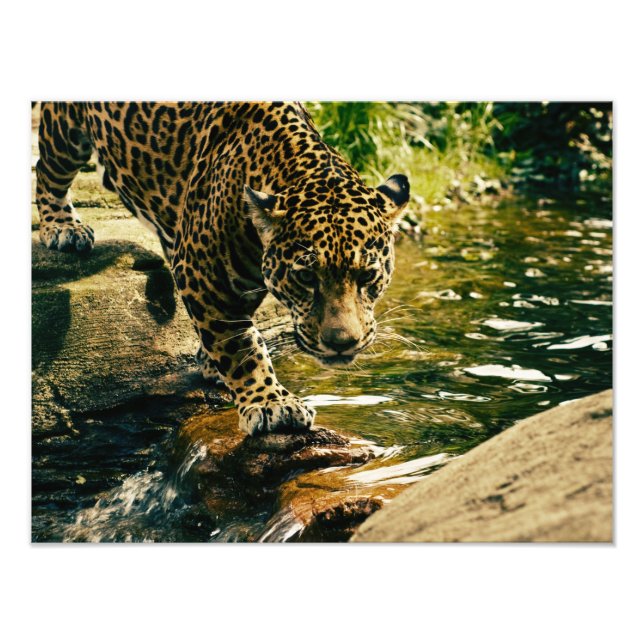Foto Naturaleza del leopardo animal salvaje (Frente)