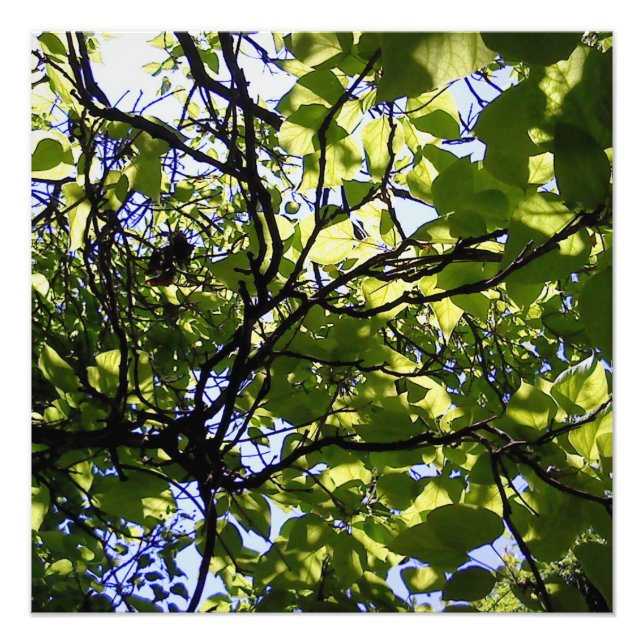 Foto Naturaleza silvestre del árbol catalpa tropical (Frente)
