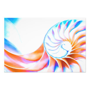 Foto Nautilus colorido