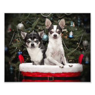 Foto Navidades Chihuahua en una canasta roja