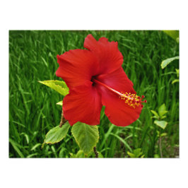 Foto "Nebraskan Hibiscus"