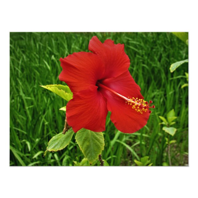 Foto "Nebraskan Hibiscus" (Frente)
