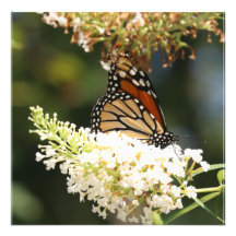 Néctar de mariposa monarca