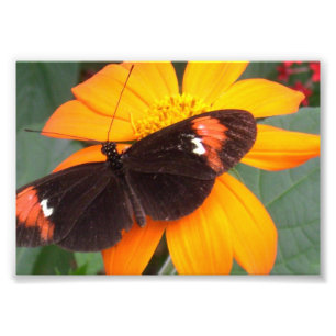 Foto negro y naranja