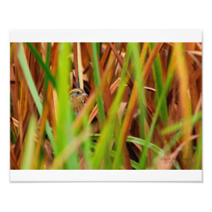 Foto Nelsons Sparrow Peeking Through Cattails
