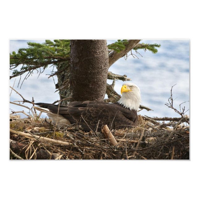 Foto Nesting Bald Eagle (Frente)