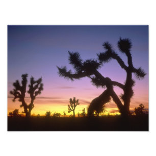 Foto NEVADA. EE. UU. Árboles de Josué Yucca brevifolia)