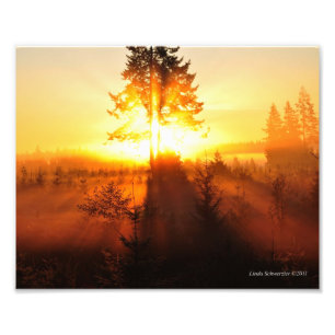 Foto Niebla del amanecer 8X10 en el noroeste del Pacífi