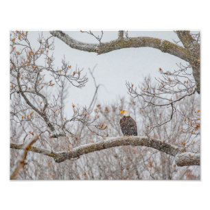 Foto Nieve de invierno con águila
