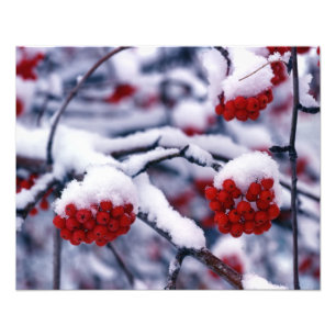 Foto Nieve en bayas de fresno de montaña europeo, Utah.