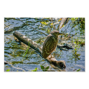 Foto Night Heron jv
