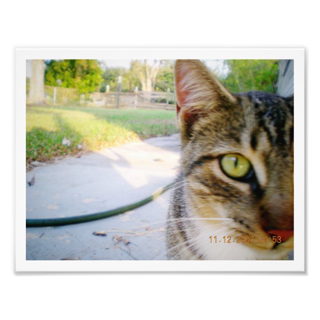 Foto No Nombrada Como "Boda" Por Gato Tabby (Frente)