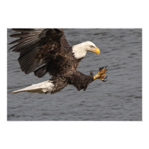 Foto No te metas con un águila calva
