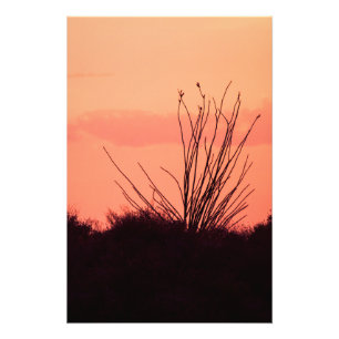 Foto Noches desérticas