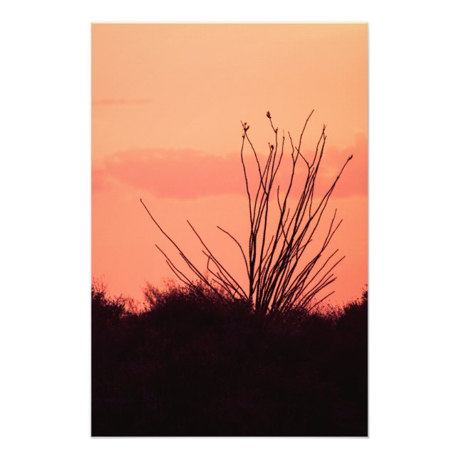 Foto Noches desérticas (Frente)