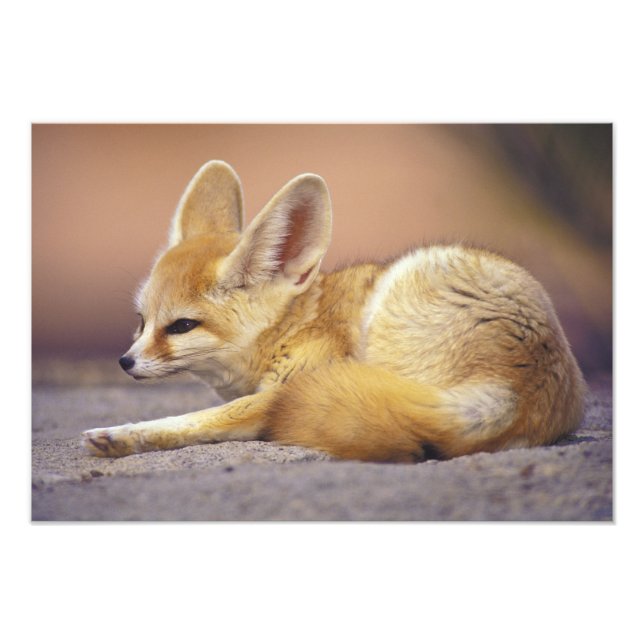 Foto Norte de África. Fennec Fennecus zerda) (Frente)