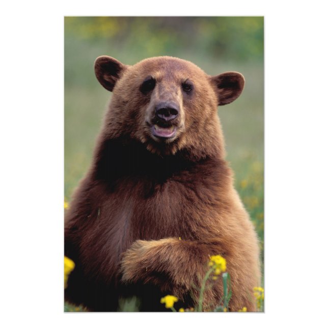 Foto Norteamérica, California, oso negro de canela (Frente)