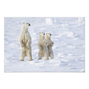 Foto Norteamérica, Canadá, Manitoba, Churchill. 5