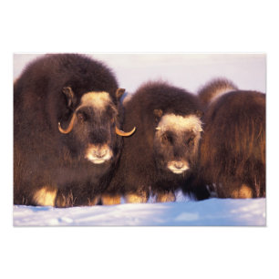 Foto Norteamérica, EE. UU., Alaska, Círculo polar ártic