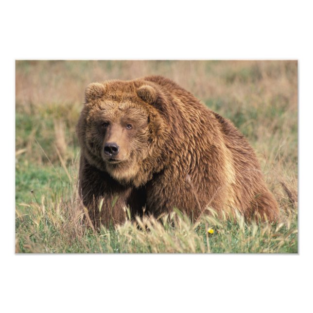 Foto Norteamérica, EE. UU., Alaska, Isla Kodiak, (Frente)