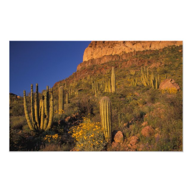 Foto Norteamérica, EE.UU., Arizona, Cactus de tuberías  (Frente)