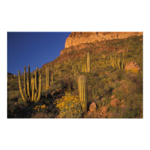 Foto Norteamérica, EE. UU., Arizona, Organ Pipe Cactus
