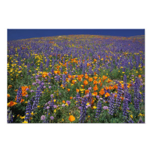 Foto Norteamérica, EE. UU., California, Los Ángeles 2