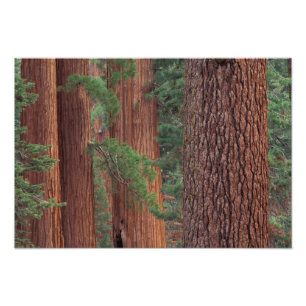 Foto Norteamérica, EE. UU., California, Yosemite NP,
