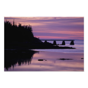 Foto Norteamérica, EE. UU., ME, Isle Au Haut. Pato