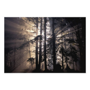 Foto Norteamérica, EE. UU., Washington, Olympic NF,